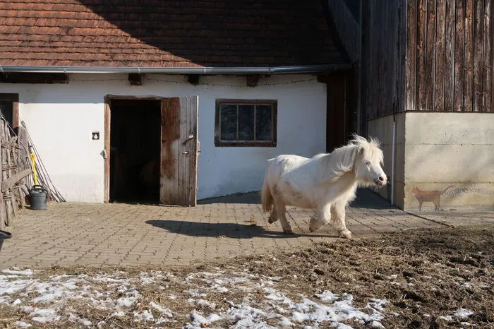 Bei der Begeisterung der Ponys weht ihre mächtige Mähne richtig.