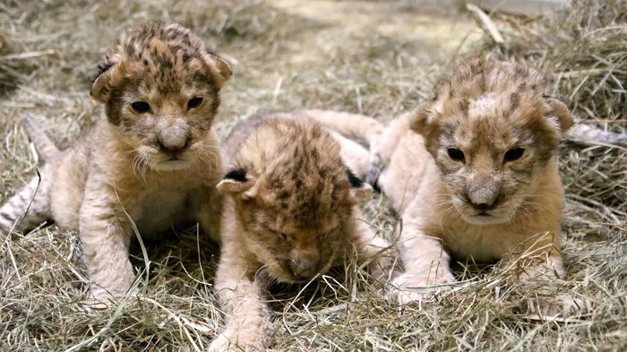 Die Löwenbabys in der Tierwelt Herberstein