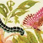 Aus dem „Raupenbuch“ der Maria Sibylla Merian, die 2022 im Mittelpunkt des Ausstellungsgeschehens von Gmünd steht  