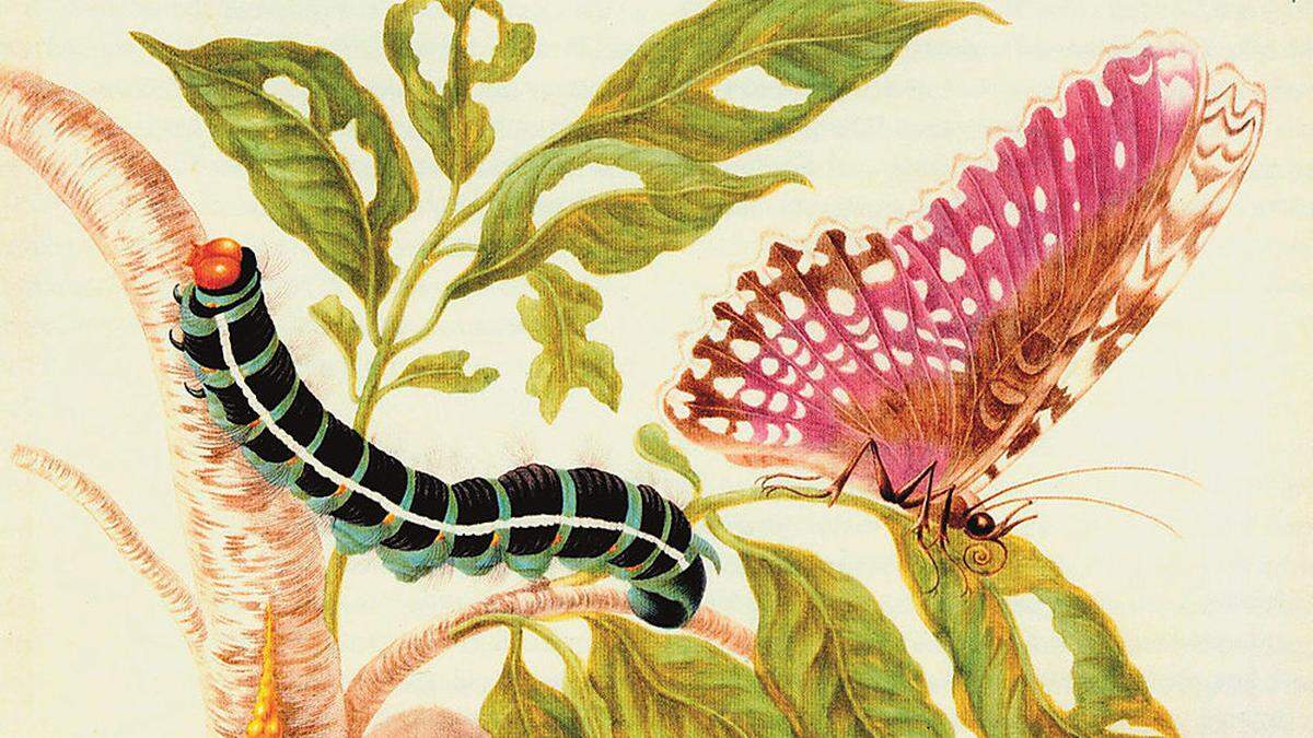 Aus dem „Raupenbuch“ der Maria Sibylla Merian, die 2022 im Mittelpunkt des Ausstellungsgeschehens von Gmünd steht  