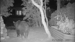 Bären zwischen Senj und Karlobag