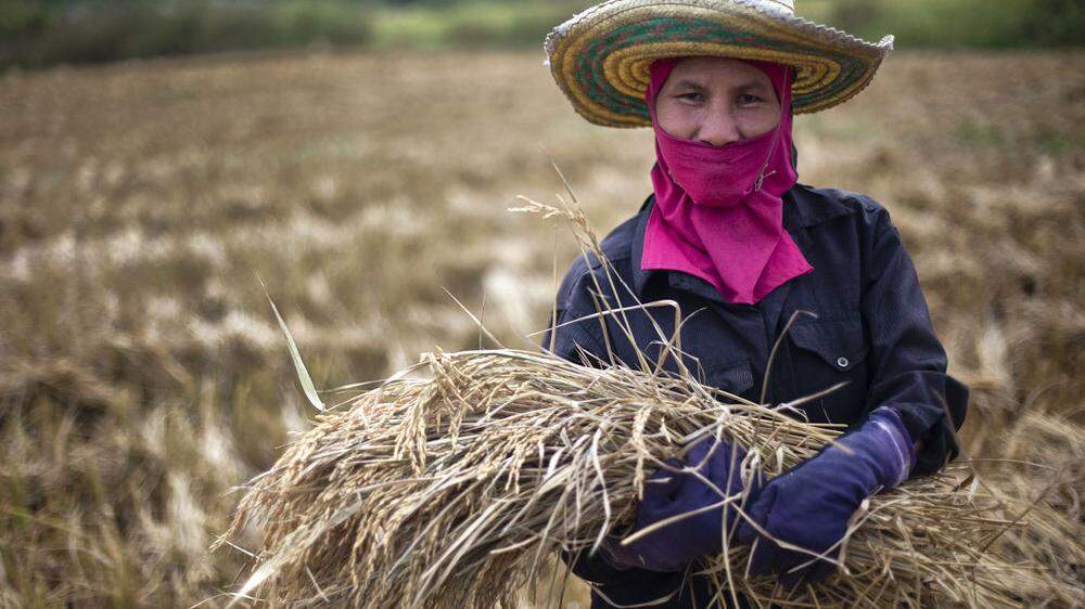 Archivbild: Die Reisfelder in Thailand trocknen aus