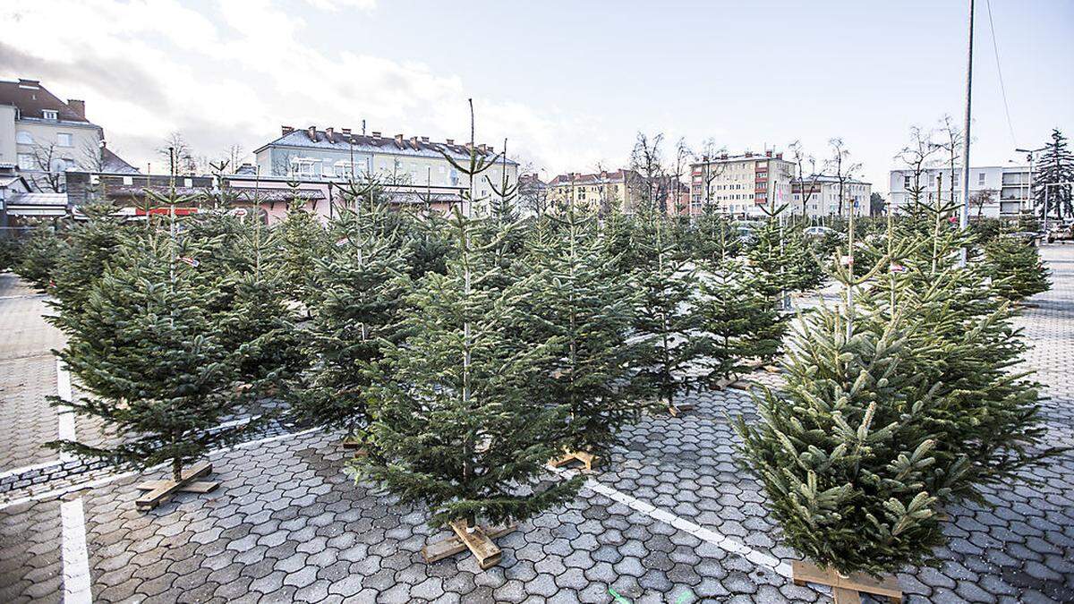 Auch in diesem Jahr findet am Messegelände wieder ein Christbaummarkt statt