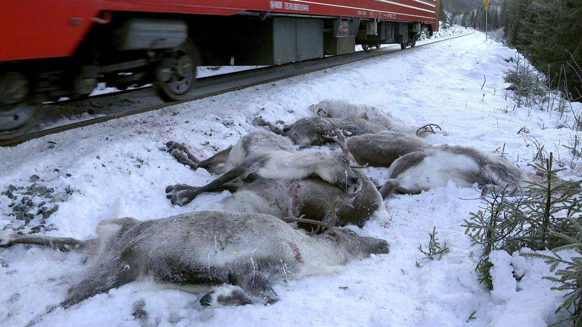 Insgesamt wurden 106 Tiere tödlich verletzt. 