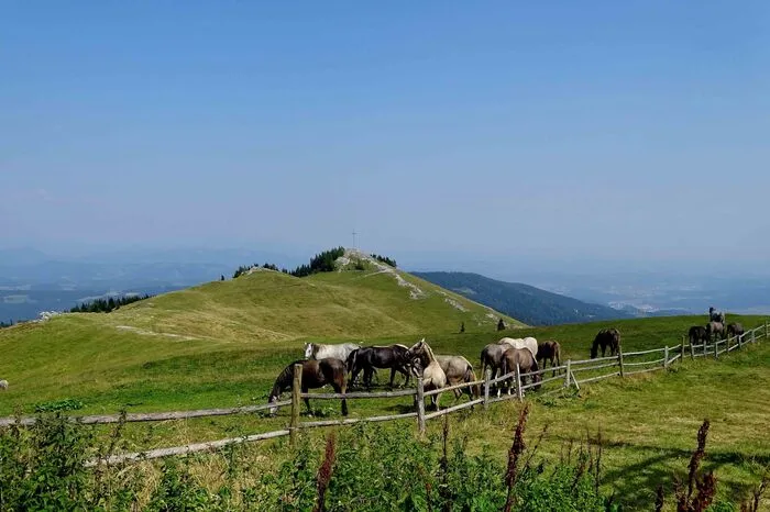 Erna Rinder aus Weißkirchen über ihr Bild: "Sommerweide der Lipizzaner-Hengste auf der Stubalpe".
