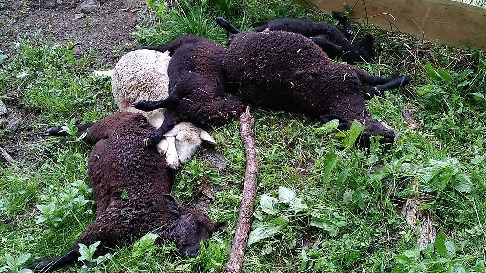 Fünf junge Schafe wurden Opfer eines Raubtiers
