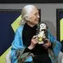 Dr. Jane Goodall, UN Messenger of Peace and Founder of.The Jane Goodall Institute, holds her traveling companion named Mr H as she speaks with Forbes Senior Editor Maggie McGrath at the 2025 Forbes Sustainability Leaders Summit at Forbes on Fifth in New York City on Monday, September 22, 2025. PUBLICATIONxNOTxINxUSA NYP20250922307 JOHNxANGELILLO