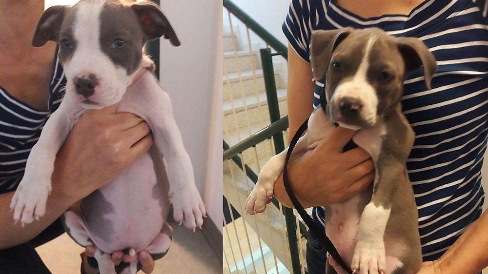 Die Frauen sollen zwei sieben Wochen alte Pitbull Terrier ohne Papiere, Impfungen und Chip von Ungarn nach Österreich gebracht haben. Im Bild: Die beiden Welpen 
