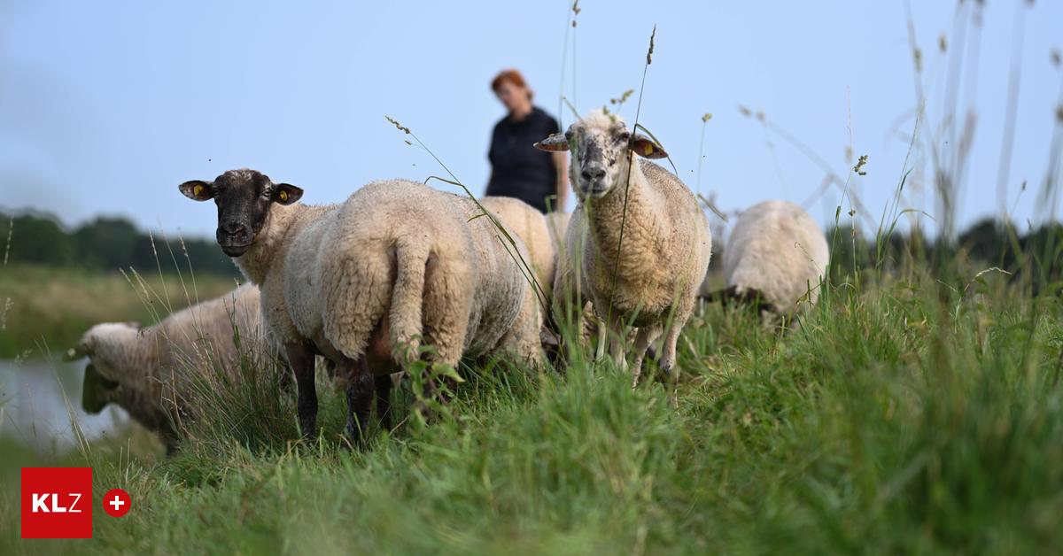 Blauzungenkrankheit-in-der-Steiermark-Erste-Tiere-bereits-verendet-