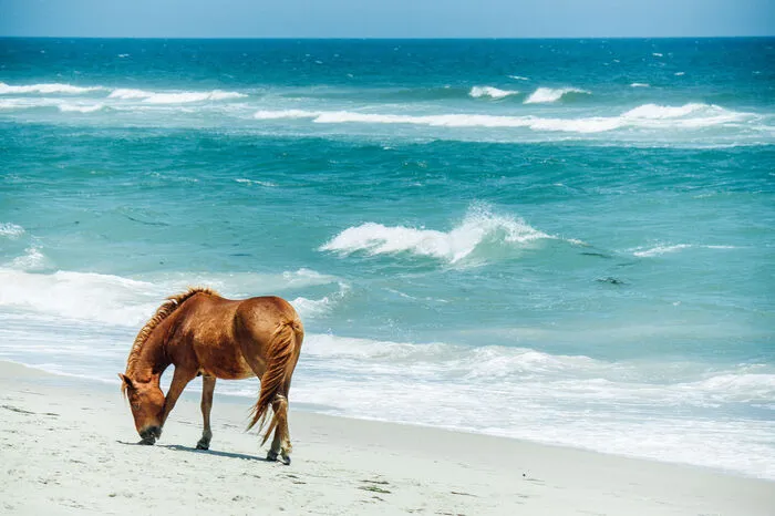 Die beiden US-Bundesstaaten Maryland und Virginia teilen sich Assateague Island, eine Düneninsel an der US-Ostküste. Bekannt ist die Insel, die ein Biosphärenreservat und ein Naturschutzgebiet ist, vor allem für ihre Bewohner: die wild lebenden Assateague-Ponys. Beide Bundesstaaten haben ihre eigenen Ponyherden. Spannendes Detail am Rande: Alljährlich werden Junghengste schwimmend zur Nachbarinsel Chincoteague gebracht und versteigert. Das Geld bekommt die Freiwillige Feuerwehr.