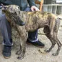 Galgos werden benutzt und danach ausgesetzt