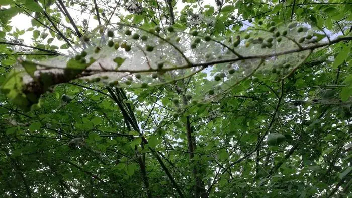 Das sind die Nester der Traubenkirschen-Gespinnstmotte, die man im Raum Stainz für jene des Prozessionsspiners gehalten hat.