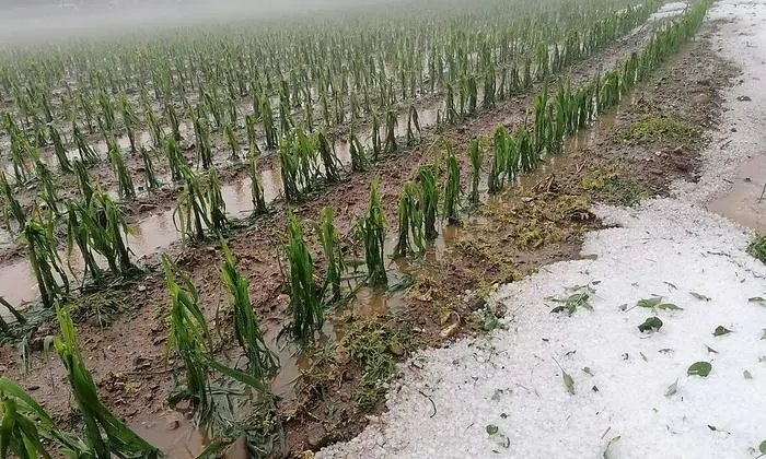 Die Schäden in der Landwirtschaft sind groß