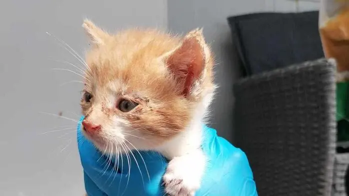 Eines der drei Männchen kurz nach dem Fund in der vergangenen Woche