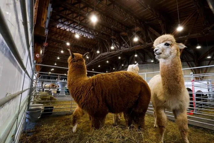 130 Ausstellerinnen und Aussteller aus ganz Europa präsentieren bei der „European Championship“ ihre schönsten Tiere. 