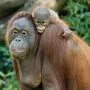 Nachwuchs bei den Orang-Utans: Sari mit Baby Kendari
