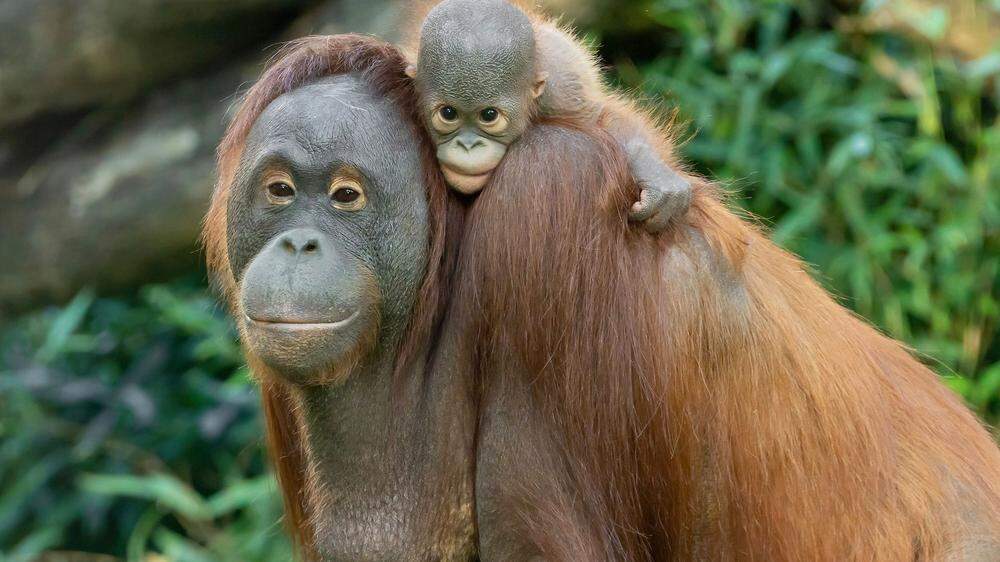Nachwuchs bei den Orang-Utans: Sari mit Baby Kendari