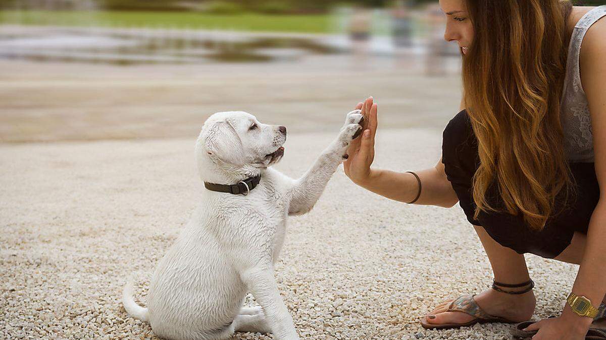 Immer mehr Menschen legen sich einen Hund zu - die Erziehung bleibt oft auf der Strecke