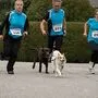 An der Leine bewältigen die Mensch-Hund-Teams gemeinsam die Laufstrecke