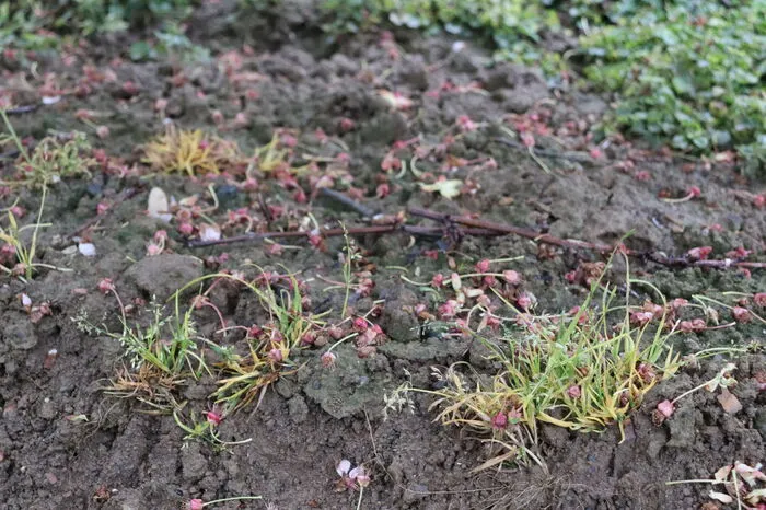 Viele Blüten sind abgefroren ...
