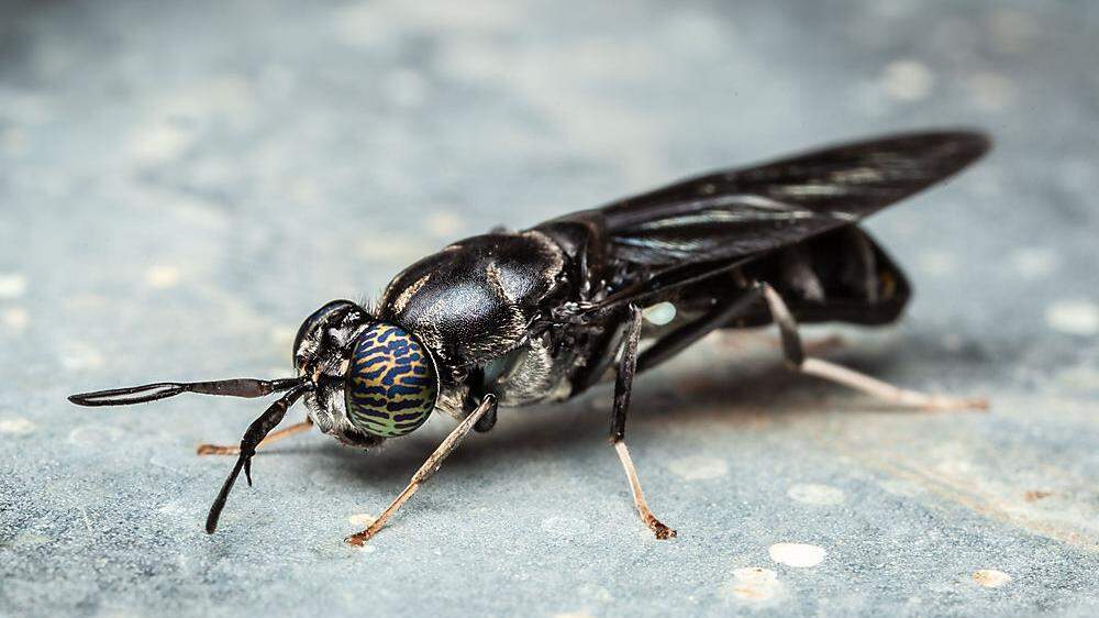 Innovation durch Insektentechnologie: Die &quot;Black Soldier Fly&quot; wandelt Müll in Tierfutter um