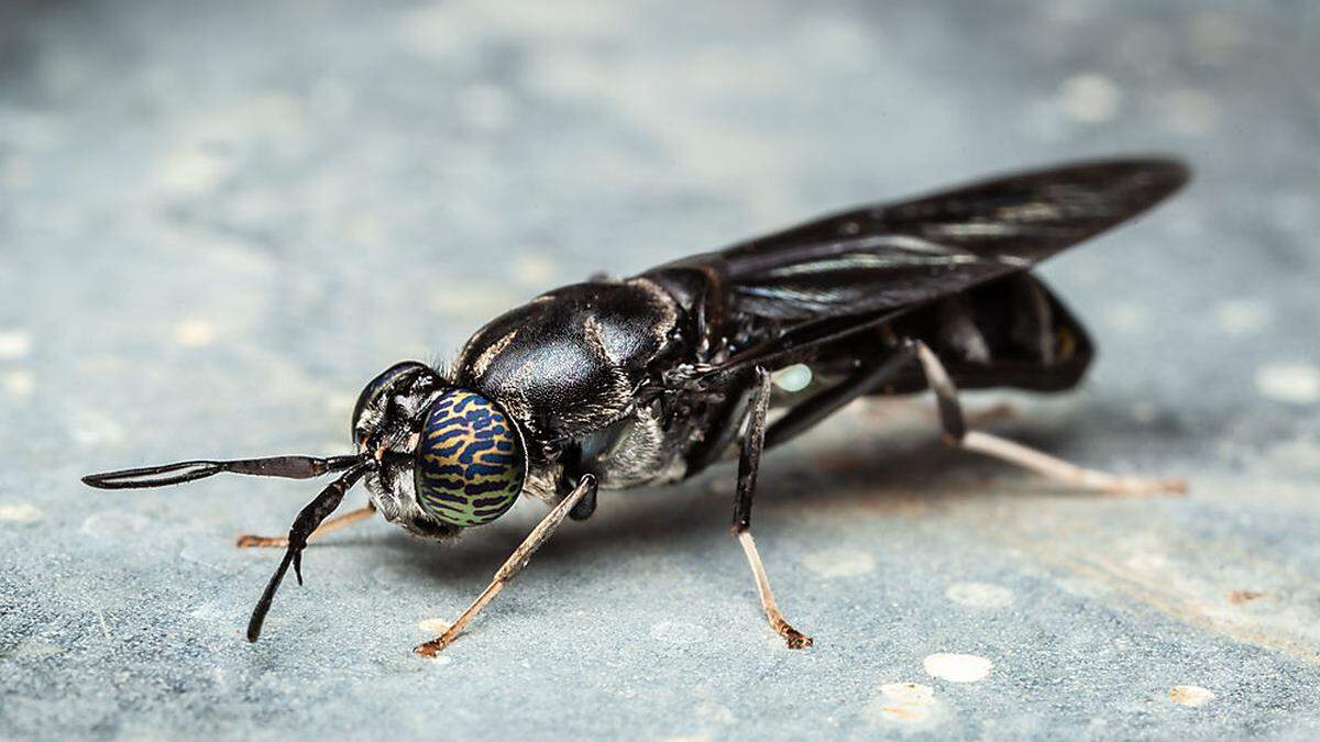 Innovation durch Insektentechnologie: Die &quot;Black Soldier Fly&quot; wandelt Müll in Tierfutter um