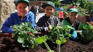 Gemeinsam haben sich die Volksschulkinder um die Pflänzchen gekümmert