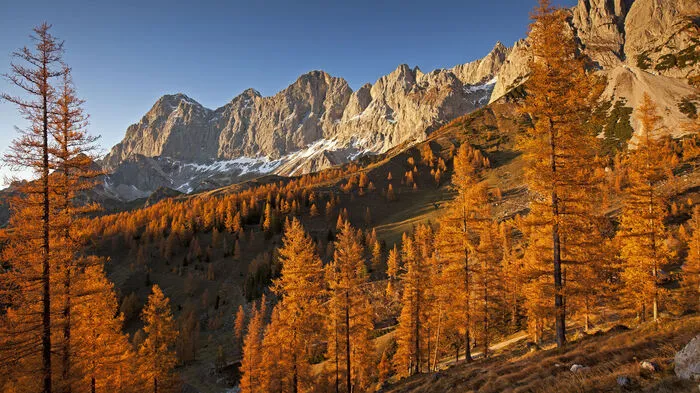 Zu meinen absoluten Herbstfavoriten zählt die Wanderung zum Brandriedl am Fuße der ebenso sonnigen wie auch mächtigen Dachsteinsüdwände. Die Wanderempfehlung richtet sich nicht nur an Naturgenießer, sondern vor allem auch an Hobbyfotografen, die vor dem Winter noch einmal richtig Sonne tanken und das Farbenspiel der Natur ablichten möchten. Die Rundtour über den Jungfrauensteig zum Brandriedl liegt auf der Sonnenseite des Dachsteins und bietet einen unvergleichlichen Ausblick auf das Hochplateau der Ramsau.