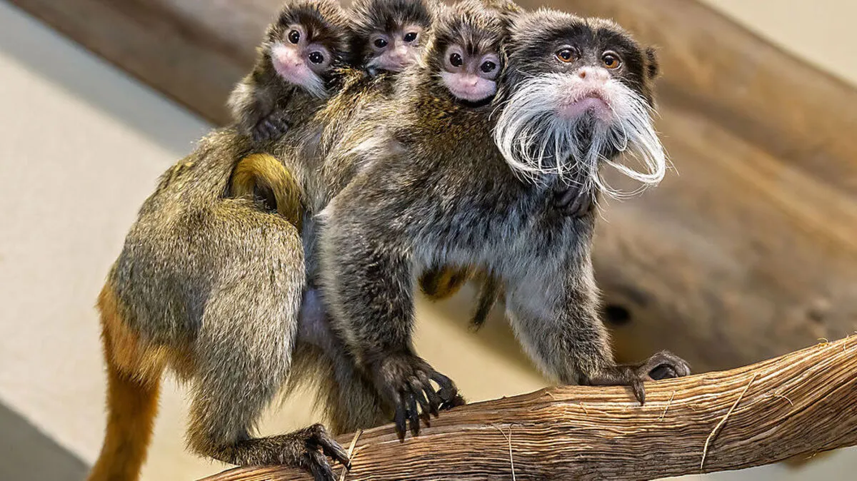 Vater Purple mit den Drillingen