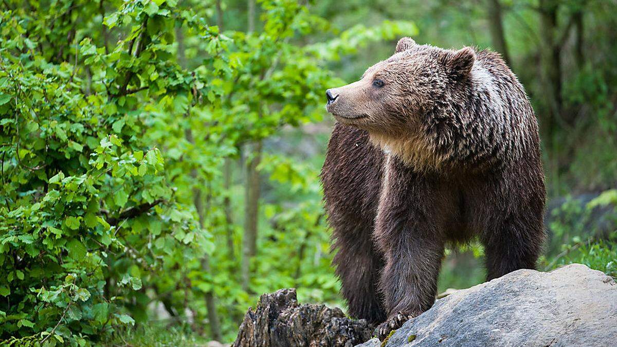 Ein Bär riss in Maria Rain ein Kalb (Symbolfoto)