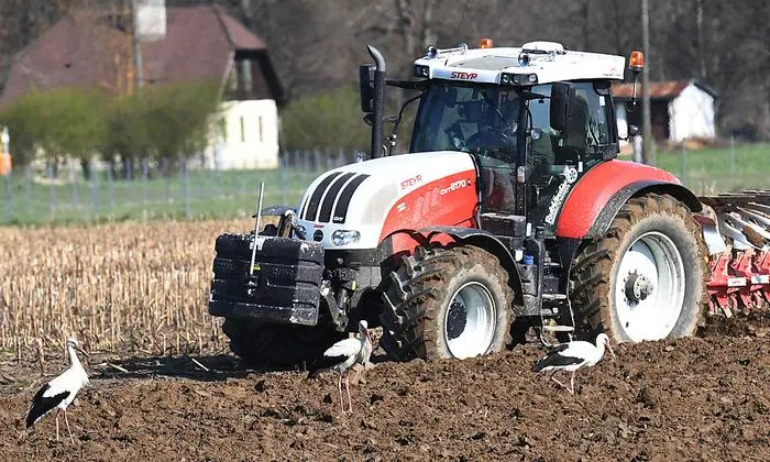 Die Störche suchen in Rosegg, nahe des Schlosses, nach Futter