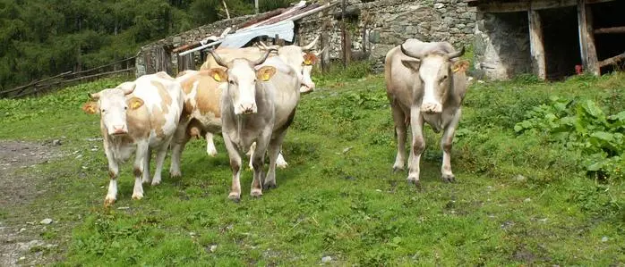 Sujetbild: Kuhherde auf einer Alm