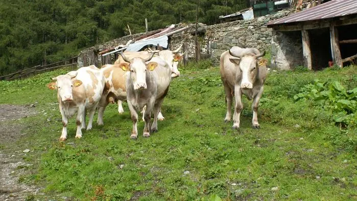 Sujetbild: Kuhherde auf einer Alm
