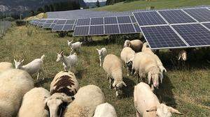 Weidevieh und Photovoltaik als Agri-PV-Anlagen sollen auch in Kärnten forciert werden