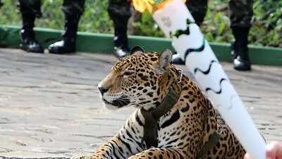 Juma hat die Zeremonie nicht überlebt