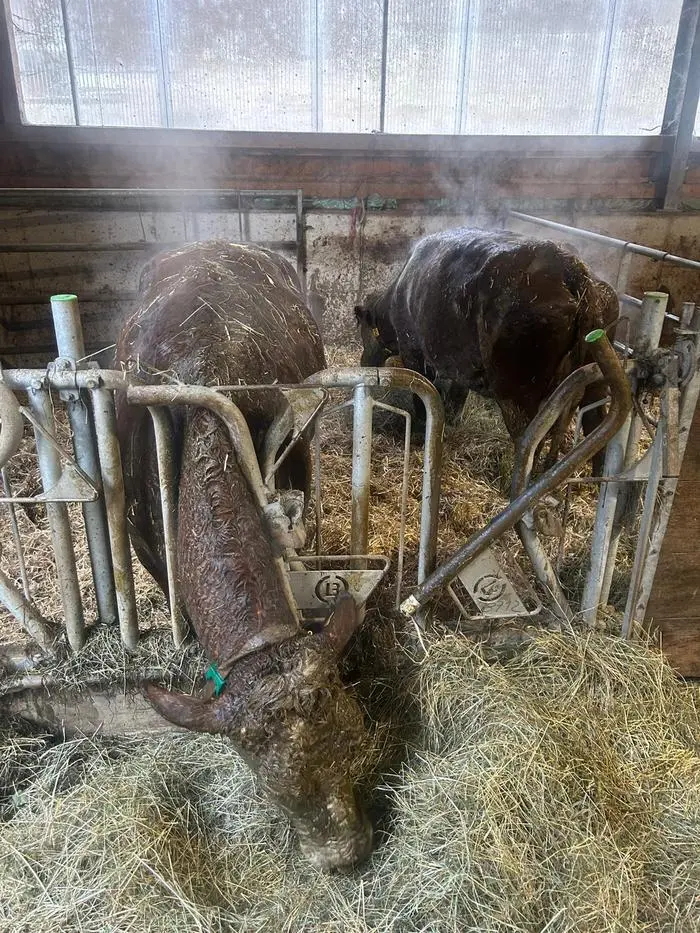 Schmutzig, aber wohlauf sind die Tiere nach ihrer Rettung