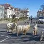 A herd of goats walk the quiet streets in Llandudno, north Wales, Tuesday March 31, 2020. A group of goats have been spotted walking around the deserted streets of the seaside town during the nationwide lockdown due to the coronavirus. (Pete Byrne/PA via AP)