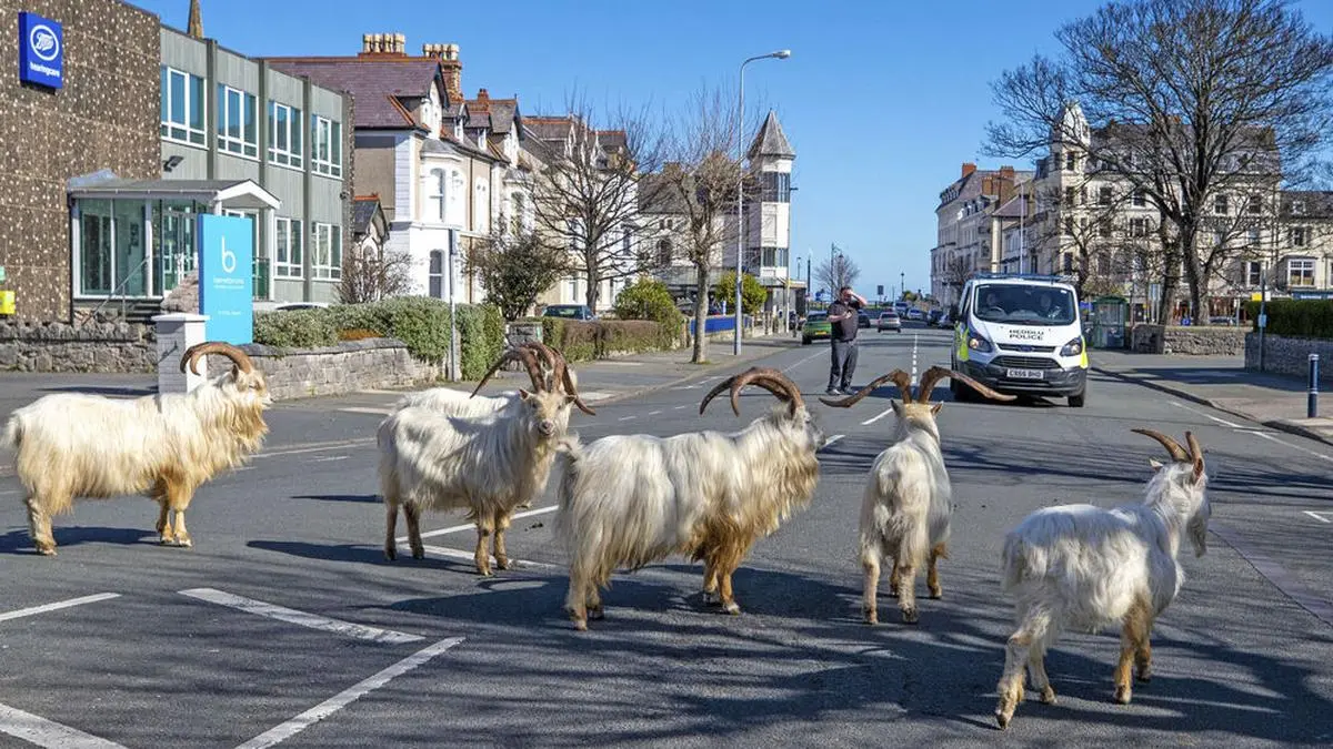 A herd of goats walk the quiet streets in Llandudno, north Wales, Tuesday March 31, 2020. A group of goats have been spotted walking around the deserted streets of the seaside town during the nationwide lockdown due to the coronavirus. (Pete Byrne/PA via AP)
