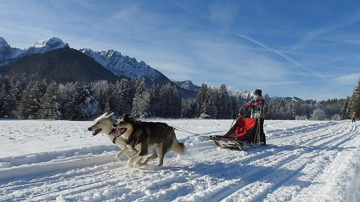 Die kleine Sarah macht sich das erste Mal als Musher ganz hervorragend 