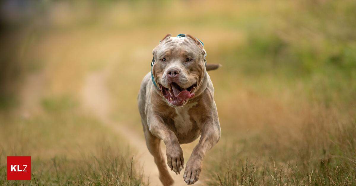 Hund Als Waffe Eingesetzt Nach Hundeattacke In England Ermittelt Polizei Wegen Mordes