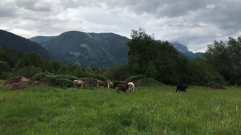 Tierrettung in Selzthal