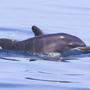 Einer von sechs neugeborenen Delfinen in der kroatischen Adria