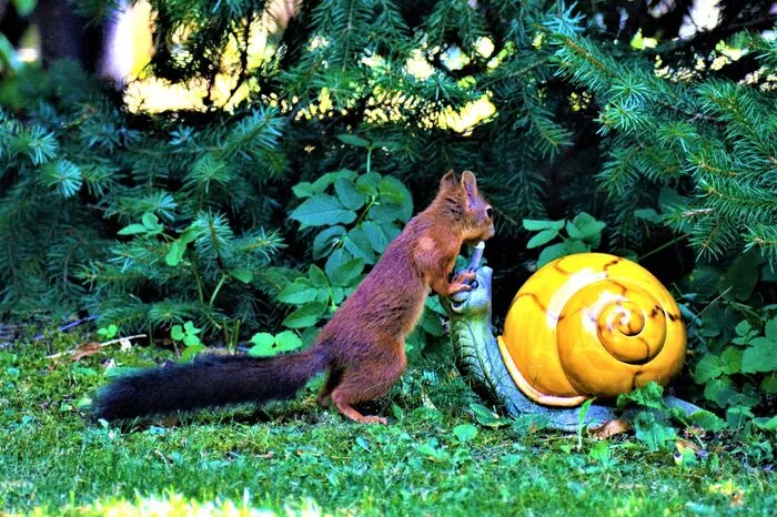 Dieses neugierige Eichhörnchen hat Franz Herbert Kaufmann aus Graz für die Ewigkeit festgehalten. 