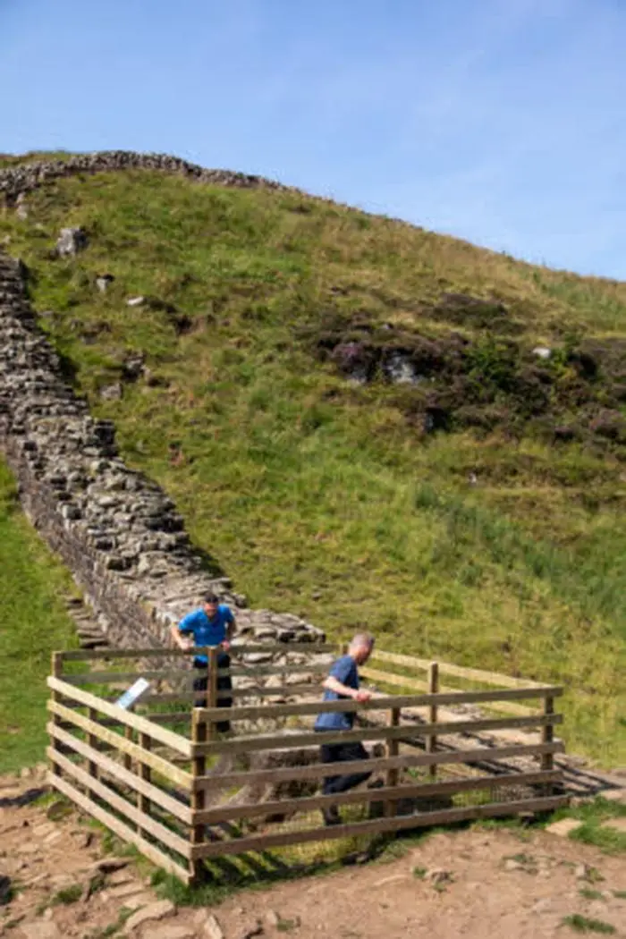 National Park Authority ranger inspects the Sycamore Gap tree shoots that have appeared recently at Hadrian's Wall and Housesteads Fort, Northumberland