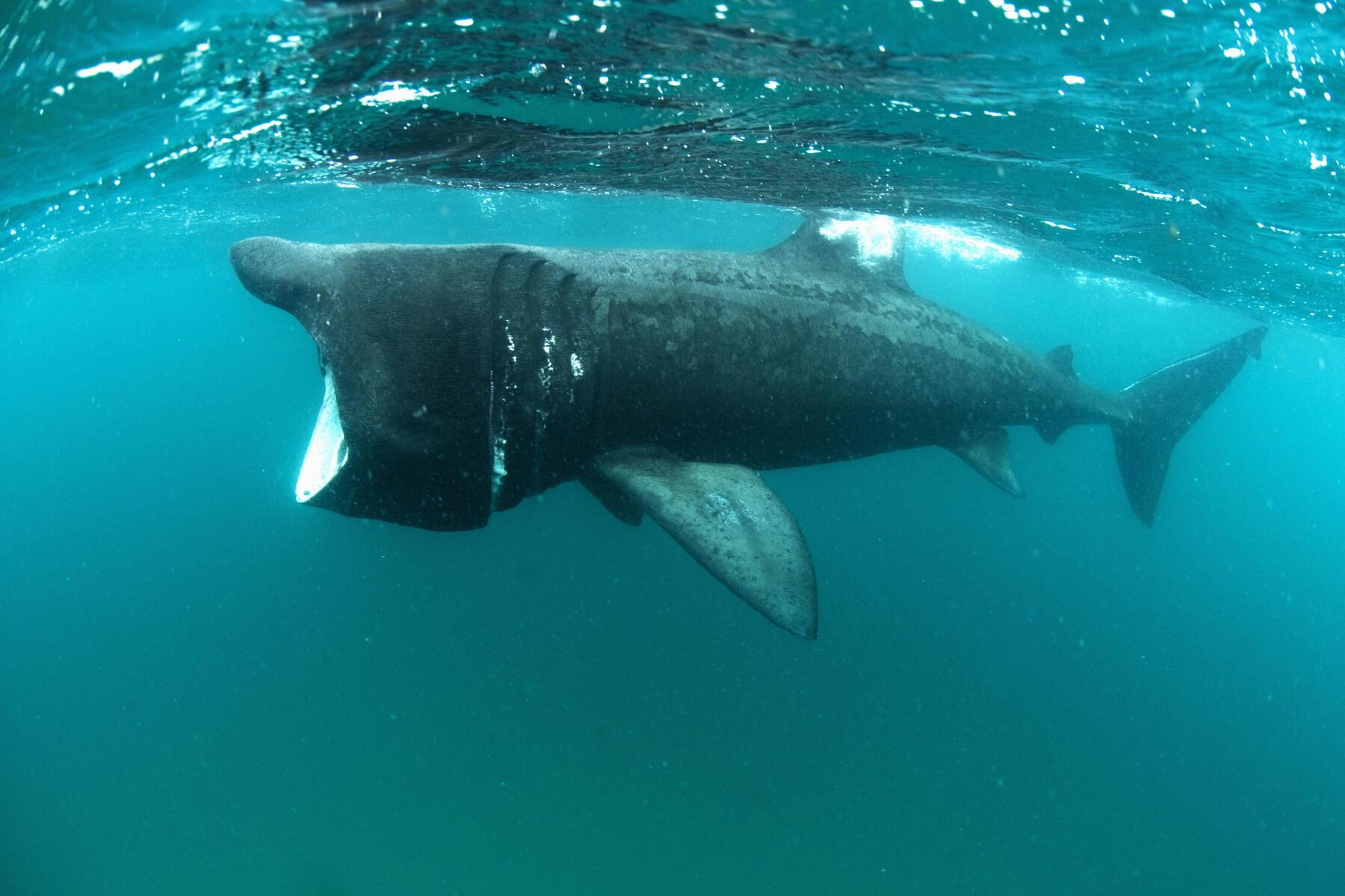 Alpe-Adria-Newsletter: Hai-Alarm in Kroatienund ein Öl-Krimi