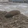 Diese Fliegerbombe wurde am Freitag entschärft