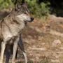 Der Wolfsriss in Neumarkt entfacht Diskussionen (Sujetbild)