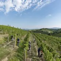 Die Winzer laden zur gemeinsamen Weinlese