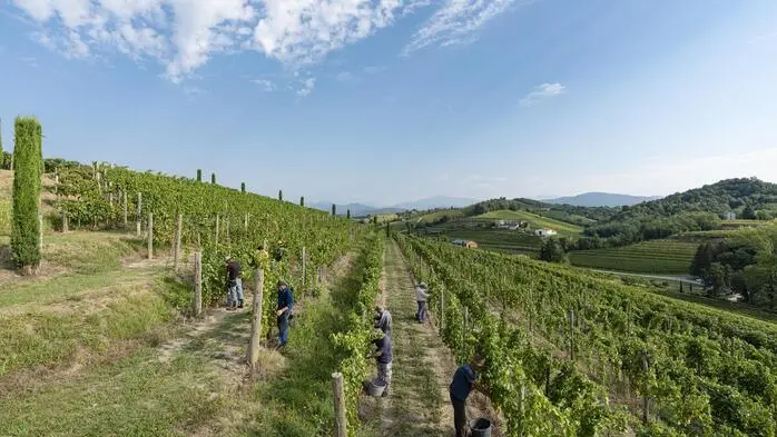 Die Winzer laden zur gemeinsamen Weinlese