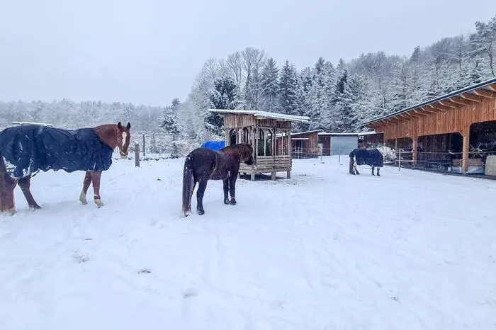 Pferde inmitten der Schneelandschaft geben ein romantisches Bild